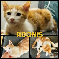 ADONIS, chat à adopter
