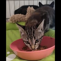 Luna, chatte à adopter
