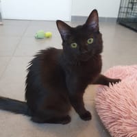 MEZIKEEN, chatte à adopter