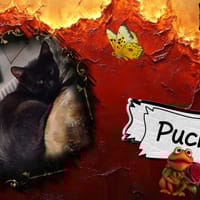 Pucky, chat à adopter