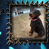 Gallia, chienne à adopter