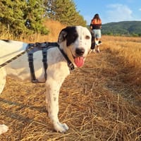 Harper, chienne à adopter