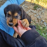 Zuko, chien à adopter