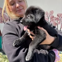 Hanzo, chien à adopter