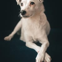 Handy, chienne à adopter