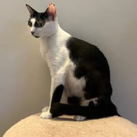 NAHLA, chatte à adopter