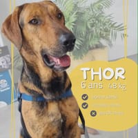 THOR, chien à adopter