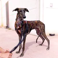 MANGO, chien à adopter