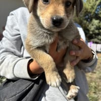 leo, chien à adopter