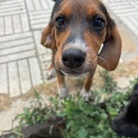 alicia, chienne à adopter