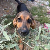 saga, chienne à adopter
