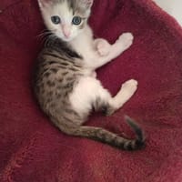 GAYDEN, chat à adopter