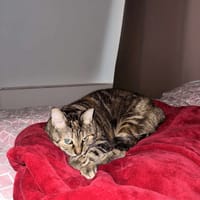 Brownie, chatte à adopter