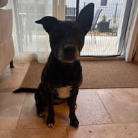 MAYA, chienne à adopter