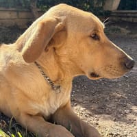 LUFFY, chien à adopter