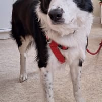 PANDA, chien à adopter