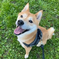 SHIRO, chien à adopter