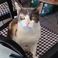 ISIS, chatte à adopter
