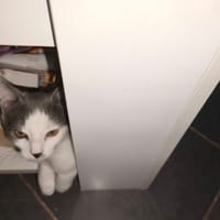 KILI, chatte à adopter