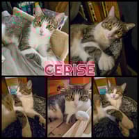 CERISE Toute jeune femelle, chatte à adopter