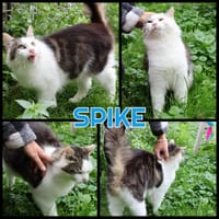 SPIKE, chat à adopter