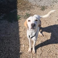 YUMA una dolcissima pelosetta in cerca di amore, cane femmina da adottare