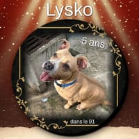 Lysko, chien à adopter