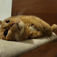 Klara, kotka do adopcji