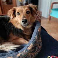 Sara, suczka do adopcji