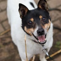 Sajgon, pies do adopcji