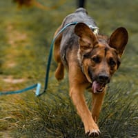 Sam, pies do adopcji