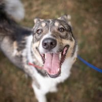 Ash, pies do adopcji