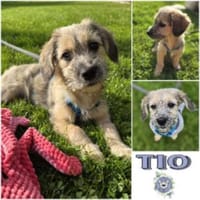 TIO * zutraulicher Welpenjunge, Hund zur Adoption