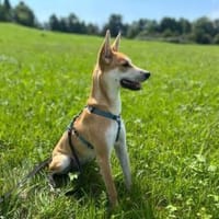 Cassie, stubenreine Hündin ca. 7 Monate,, Hündin zur Adoption