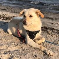 Evelyn ruhige hübsche Hündin, Hündin zur Adoption