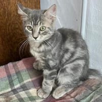 Bea freut sich auf ihr neues Zuhause, Katze zur Adoption