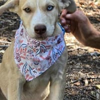Sensibles soziales Hundekind SADY ♥, Hündin zur Adoption