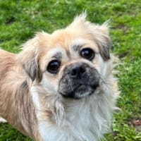 Mushu, geb. ca. 09/2024, 47574 Goch, Hündin zur Adoption