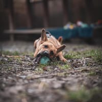 Czółko, pies do adopcji