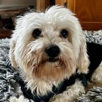 Cookie, geb. ca. 03/2018, 79588 Efringen, Hund zur Adoption