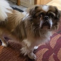 Jonny  liebevoller Senior sucht einen G, Hund zur Adoption