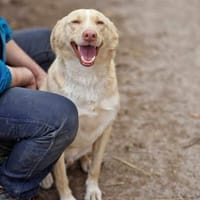 CREAM mit viel Liebe + Lebensfreude 🆘‼, Hund zur Adoption