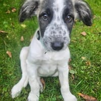 Kurti sucht Dich / 82284, Hund zur Adoption