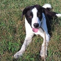 Zoe ist ein absoluter Herzhund, Hündin zur Adoption