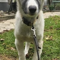 Henry will groß hinaus, Hund zur Adoption