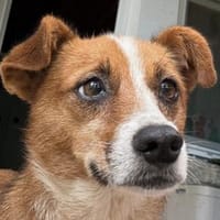 Liebe, verschmuste Heidi, Hündin zur Adoption