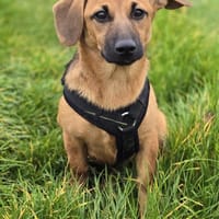 ZIRA 💝 zauberhafte Welpe!, Hündin zur Adoption