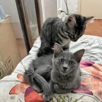 Belle sucht liebevolles Zuhause, Katze zur Adoption
