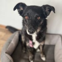 Nona, eine treue Seele 6 Jahre alt, Hündin zur Adoption