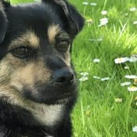 Boas - Kleiner Mann mit großem Herz, Hund zur Adoption